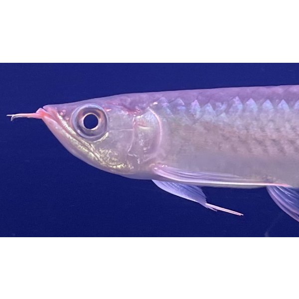 画像4: 紅龍　EXTREME RED★★★★【2】 (4)