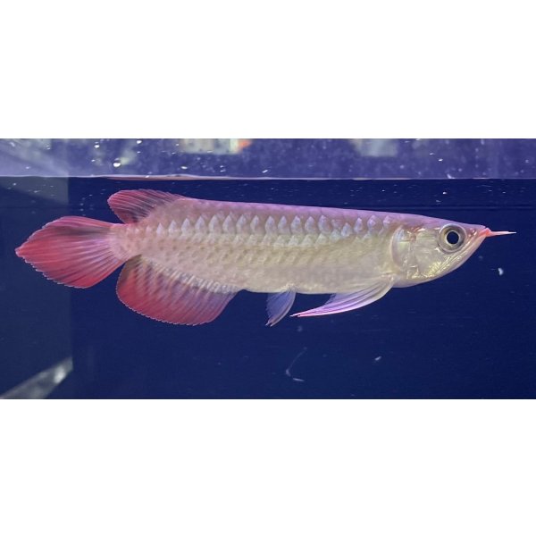 画像2: 紅龍　EXTREME RED★★★★【2】 (2)