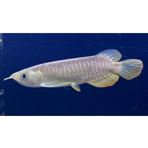 画像: 紅尾金龍 PT.KRESNAPUSAKA TIRTALESTARI (15cm±)【1】