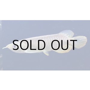 画像: 紅尾金龍　PT.KRESNAPUSAKA TIRTALESTARI (15cm±）【1】