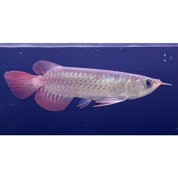 画像2: 紅龍　EXTREME RED★★★【1】 (2)