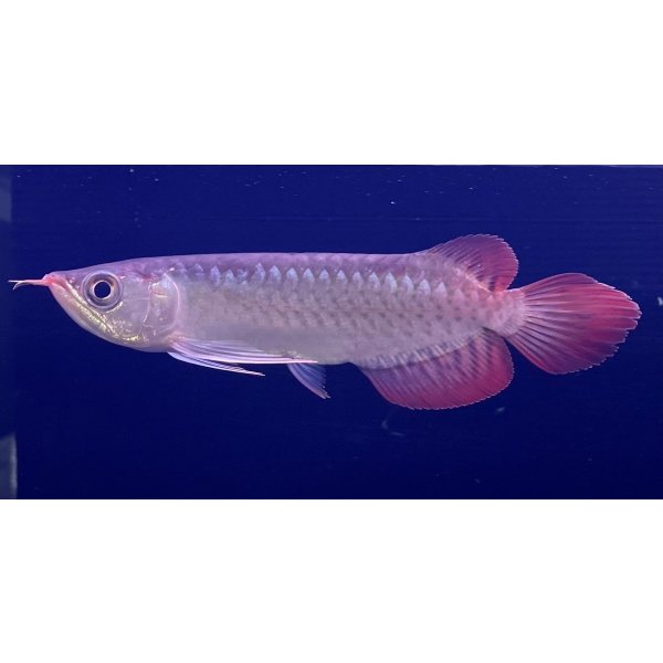 画像1: 紅龍　EXTREME RED★★★★【2】 (1)