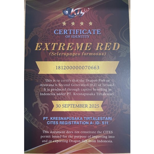 画像5: 紅龍　EXTREME RED★★★★【2】 (5)