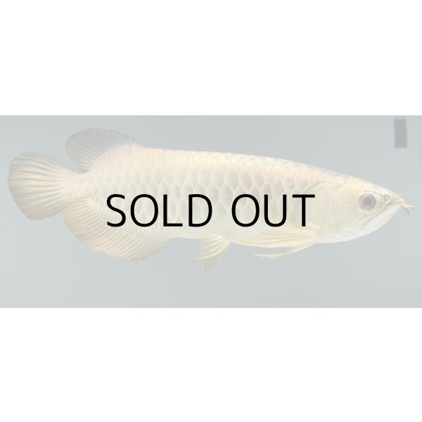 画像2: 過背金龍レディアンスゴールド　FOREVER ArowanaAquaculture(5) (2)