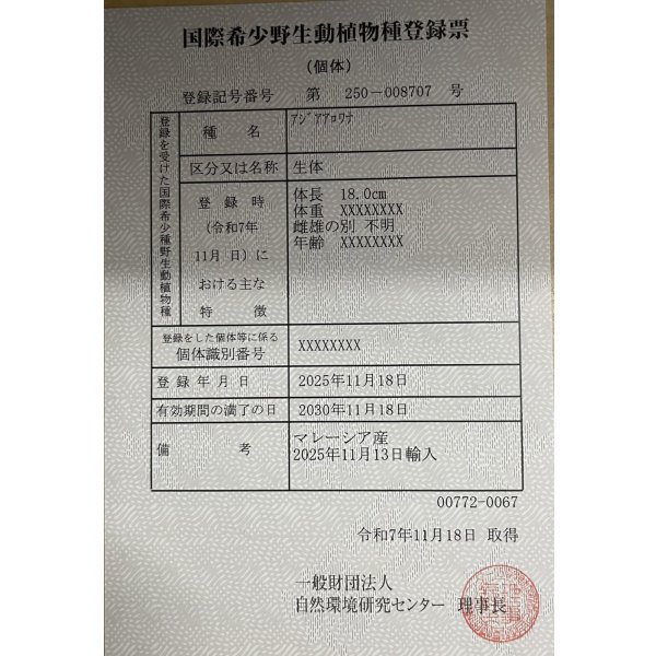 画像6: 過背金龍レディアンスゴールド　FOREVER ArowanaAquaculture(1) (6)