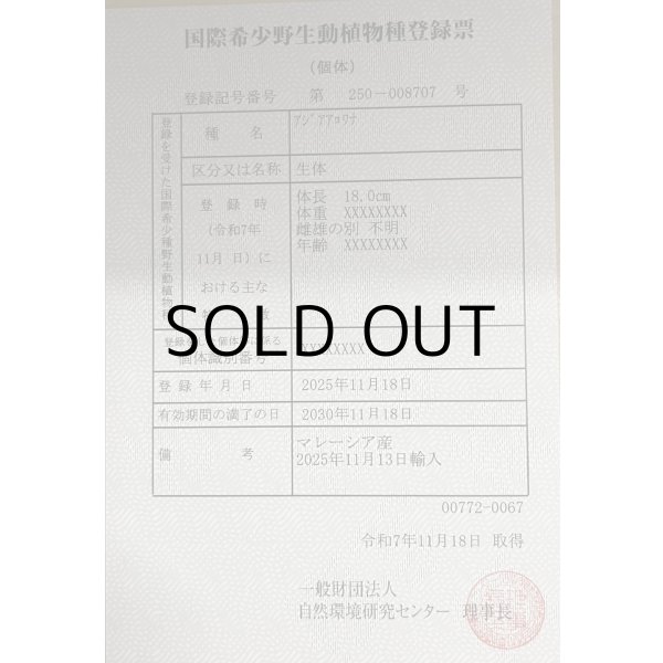 画像6: 過背金龍レディアンスゴールド　FOREVER ArowanaAquaculture(1) (6)