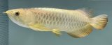 画像: 過背金龍レディアンスゴールド　FOREVER ArowanaAquaculture(5)