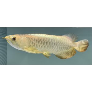 画像: 過背金龍レディアンスゴールド　FOREVER ArowanaAquaculture(5)