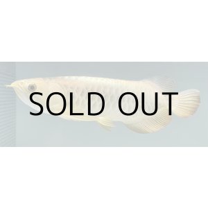 画像: 過背金龍レディアンスゴールド　FOREVER ArowanaAquaculture(5)