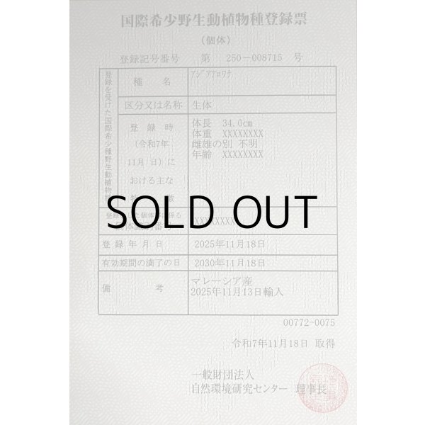 画像6: 過背金龍レディアンスゴールド　FOREVER ArowanaAquaculture(5) (6)