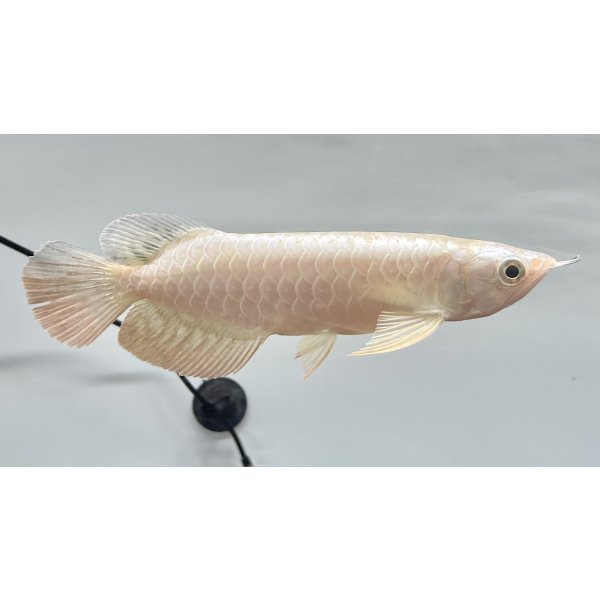 画像2: 過背金龍レディアンスゴールド　FOREVER ArowanaAquaculture(1) (2)