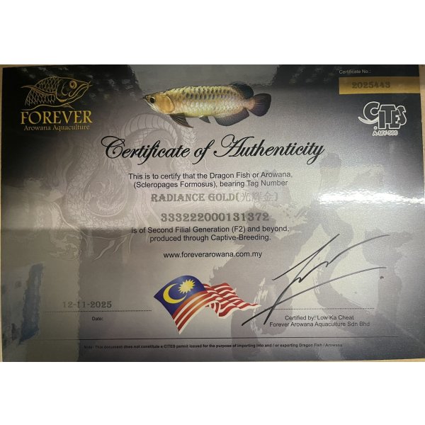 画像5: 過背金龍レディアンスゴールド　FOREVER ArowanaAquaculture(1) (5)