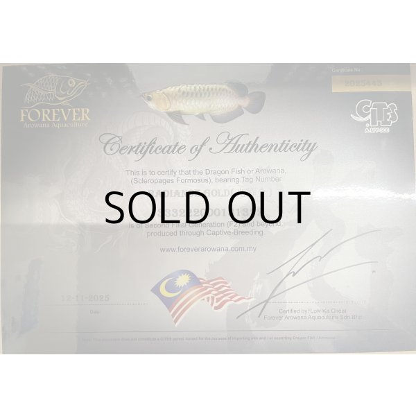 画像5: 過背金龍レディアンスゴールド　FOREVER ArowanaAquaculture(1) (5)