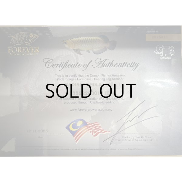 画像5: 過背金龍レディアンスゴールド　FOREVER ArowanaAquaculture(3) (5)