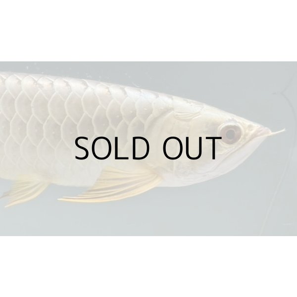 画像4: 過背金龍レディアンスゴールド　FOREVER ArowanaAquaculture(3) (4)