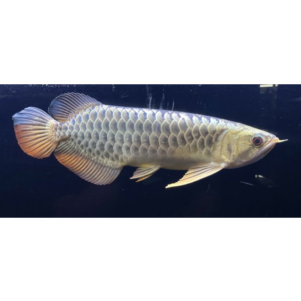 画像2: 過背金龍レディアンスゴールド　FOREVER ArowanaAquaculture(2) (2)