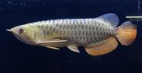 画像: 過背金龍レディアンスゴールド　FOREVER ArowanaAquaculture(2)