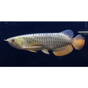 画像: 過背金龍レディアンスゴールド　FOREVER ArowanaAquaculture(2)