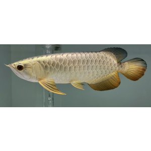 画像: 過背金龍レディアンスゴールド　FOREVER ArowanaAquaculture(3)