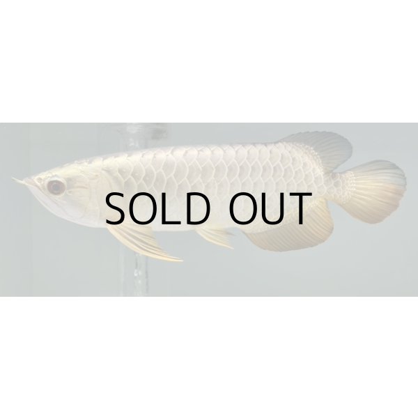 画像1: 過背金龍レディアンスゴールド　FOREVER ArowanaAquaculture(3) (1)