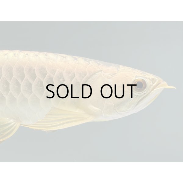 画像4: 過背金龍レディアンスゴールド　FOREVER ArowanaAquaculture(5) (4)