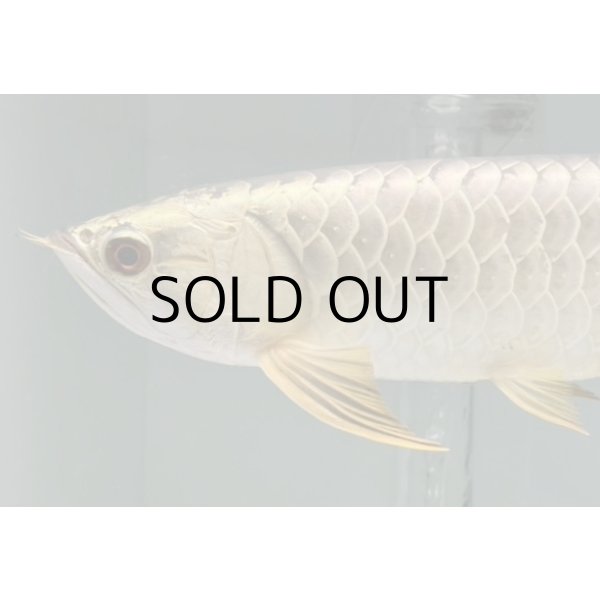 画像3: 過背金龍レディアンスゴールド　FOREVER ArowanaAquaculture(3) (3)