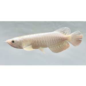 画像: 過背金龍レディアンスゴールド FOREVER ArowanaAquaculture(1)