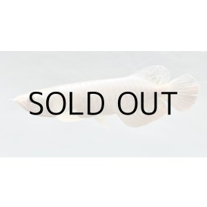 画像: 過背金龍レディアンスゴールド　FOREVER ArowanaAquaculture(1)