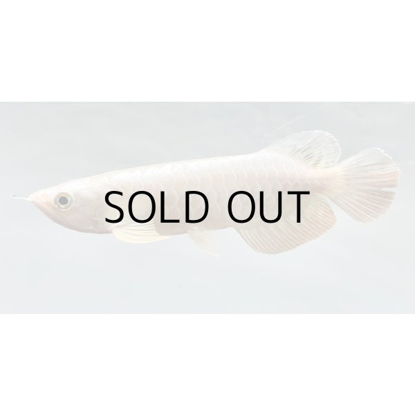 画像1: 過背金龍レディアンスゴールド　FOREVER ArowanaAquaculture(1) (1)