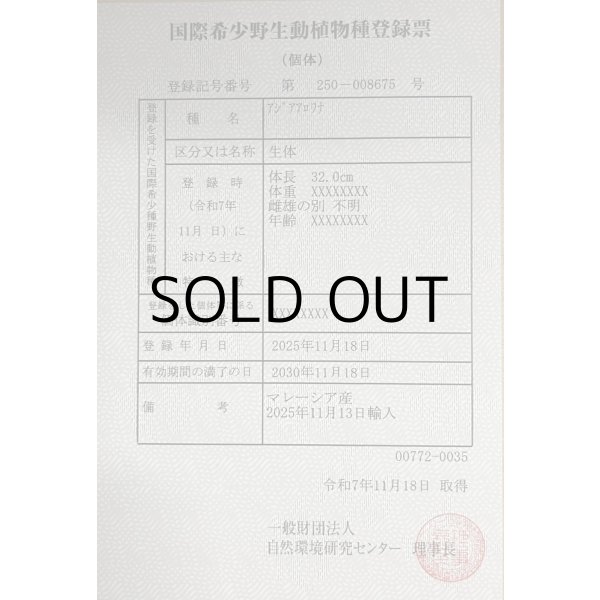 画像6: 過背金龍レディアンスゴールド　FOREVER ArowanaAquaculture(3) (6)