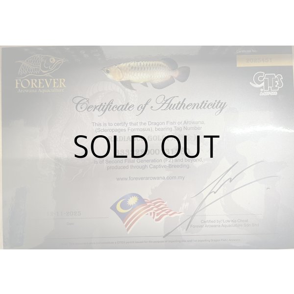 画像5: 過背金龍レディアンスゴールド　FOREVER ArowanaAquaculture(5) (5)