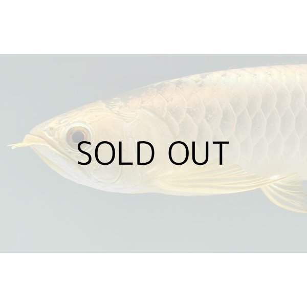 画像3: 過背金龍レディアンスゴールド　FOREVER ArowanaAquaculture(5) (3)