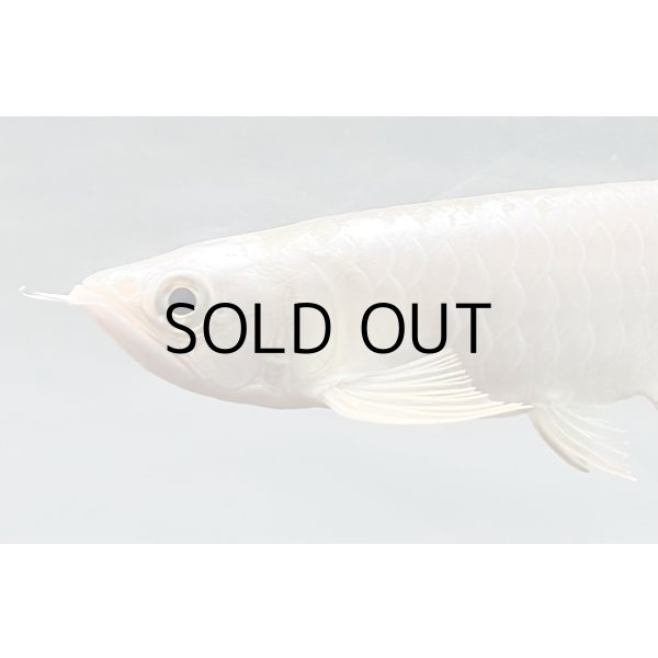 画像3: 過背金龍レディアンスゴールド　FOREVER ArowanaAquaculture(1) (3)