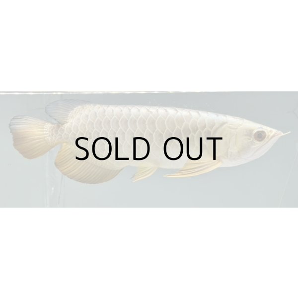 画像2: 過背金龍レディアンスゴールド　FOREVER ArowanaAquaculture(3) (2)