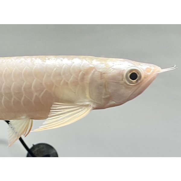 画像4: 過背金龍レディアンスゴールド　FOREVER ArowanaAquaculture(1) (4)