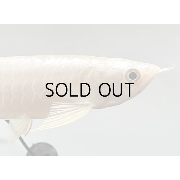 画像4: 過背金龍レディアンスゴールド　FOREVER ArowanaAquaculture(1) (4)