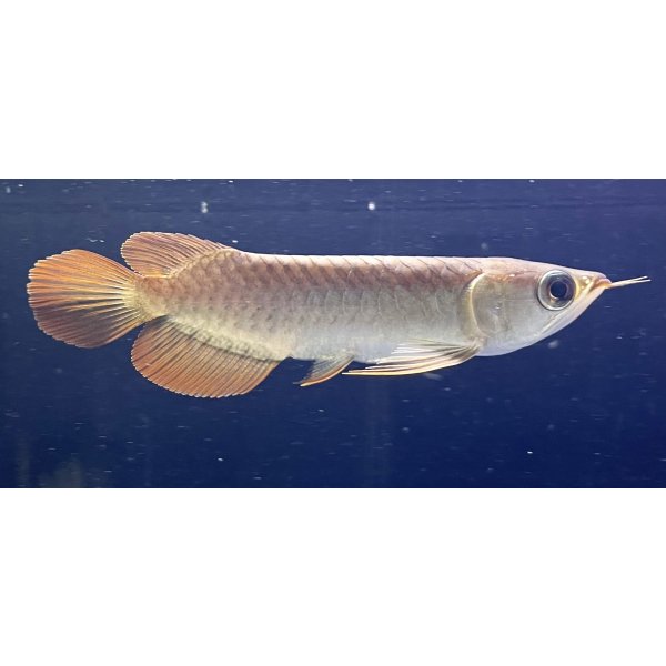 画像2: 紅龍　BLOOD RED【5】 (2)