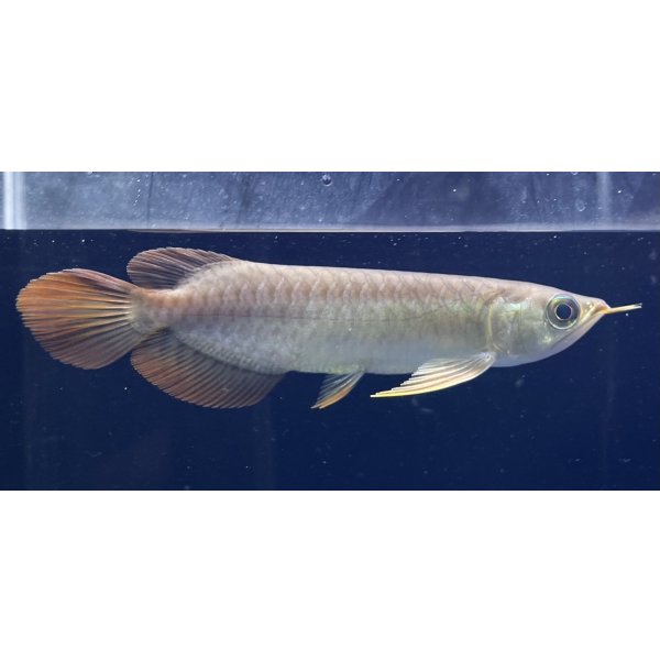 画像2: 紅龍　BLOOD RED【2】 (2)