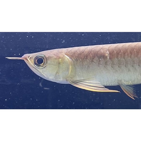 画像3: 紅龍　BLOOD RED【6】 (3)