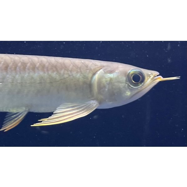 画像4: 紅龍　BLOOD RED【2】 (4)