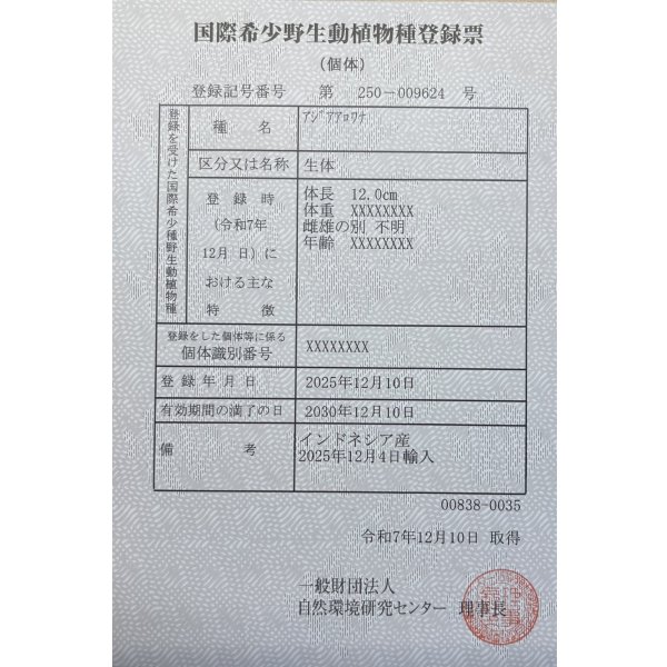 画像6: 紅龍　BLOOD RED【6】 (6)