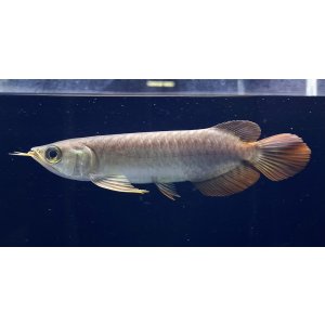 画像: 紅龍　BLOOD RED【2】