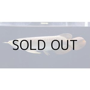 画像: 紅龍　BLOOD RED【2】