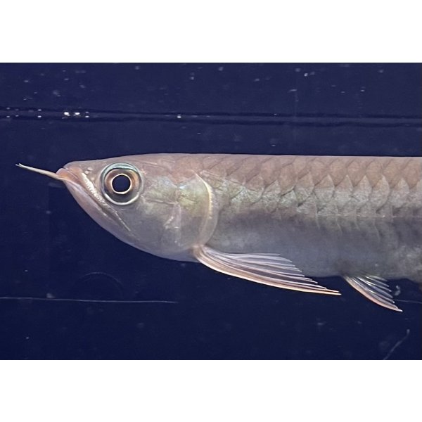 画像3: 紅龍　BLOOD RED【3】 (3)