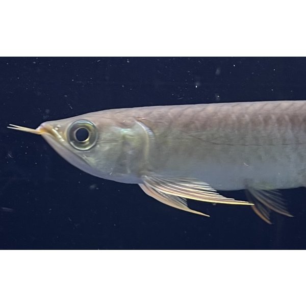 画像3: 紅龍　BLOOD RED【2】 (3)