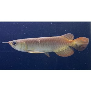 画像: 紅龍　BLOOD RED【6】