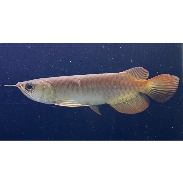 画像1: 紅龍　BLOOD RED【6】 (1)