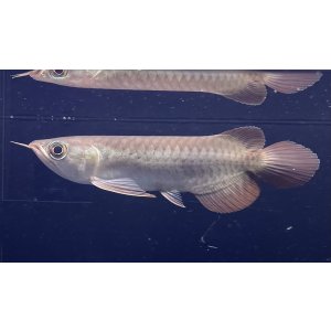 画像: 紅龍　BLOOD RED【3】