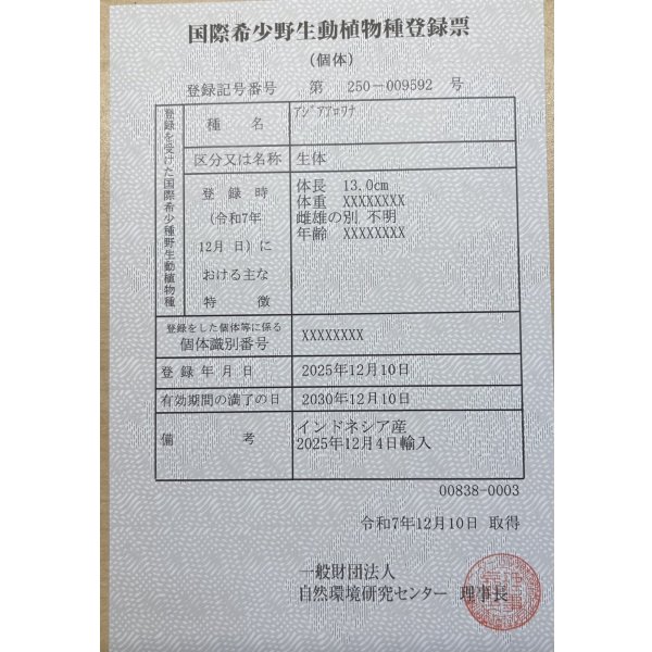 画像6: 紅龍　BLOOD RED【2】 (6)