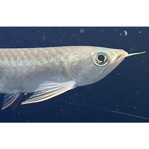 画像4: 紅龍　BLOOD RED【3】 (4)